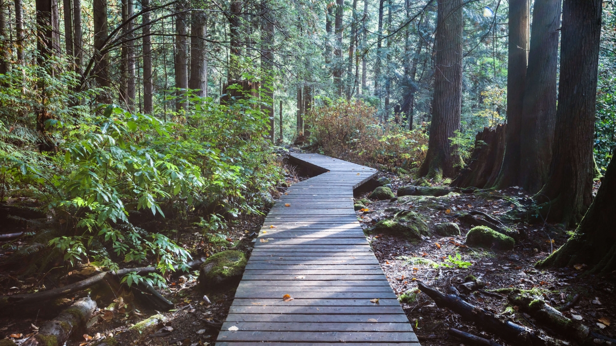自然森林树木木栈道图片微软win10主题风景 风景壁纸 3k图片网